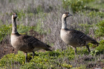Nene geese at Kanaha Pond