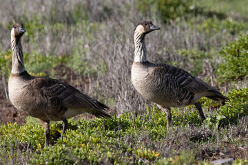 Nene geese at Kanaha Pond