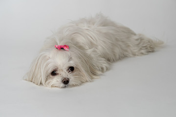 マルチーズ Bichon Maltese dog on the white background.