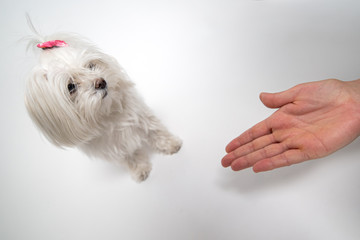 マルチーズ Bichon Maltese dog on the white background. Human hand.