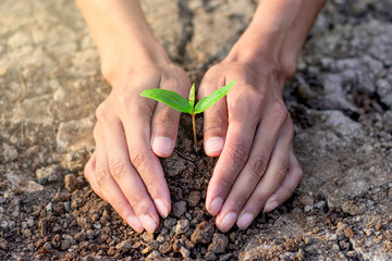 Men hands are planting the seedling into the soil,ecology concept.