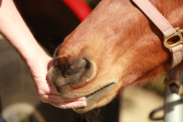 An up close presentation of a horse showing teeth and taking a treat.
