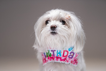 マルチーズ Bichon Maltese dog on the white background whith inscription happy birthday.