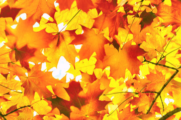 Naklejka na ściany i meble Sugar maple leaves in autumn