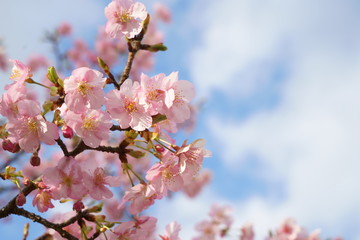 Obraz premium 早春の早咲きの桜（河津桜）の花が咲く