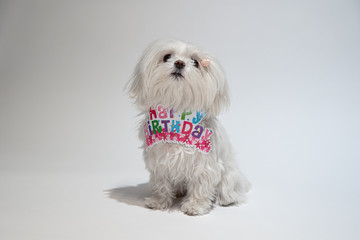 マルチーズ Bichon Maltese dog on the white background whith inscription happy birthday.