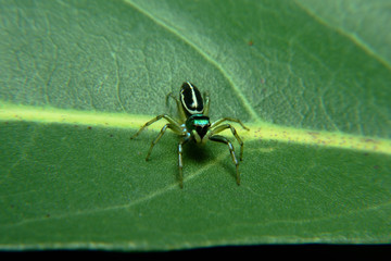 Green jump spider in leaf