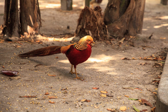 Male Chinese Golden Pheasant Chrysolophus pictus