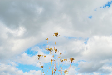 枯れ草　空　雲　素材