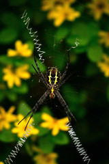 golden silk orb weaver spider