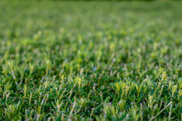 Fototapeta premium Shallow Focus of Trimmed Bushes