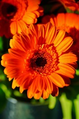 Bright orange gerbera daisy flowers