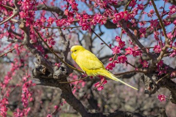 梅の花と鳥