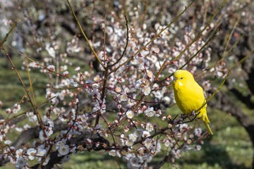 Fototapeta premium 梅の花と鳥