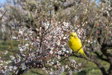 梅の花と鳥