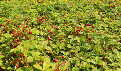 Strawberries in the forest on a summer sunny day. A field of red, ripe tasty strawberries. Green foliage and red berries.