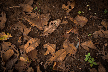 autumn leaves against a background of brown forest land