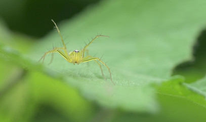 small spider on the leaves