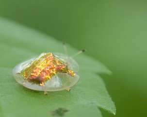 beetle gold on the leaves