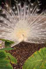 White peacock Pavo Albus bird with its feathers spread