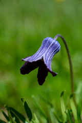 Sugarbowls Leatherflower in Summer Field