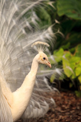 White peacock Pavo Albus bird with its feathers spread