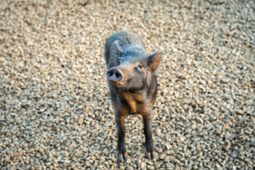 Funny wild boar looking for food in Kauai Hawaii