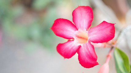 Red azalea flower on blurred background.selective focus