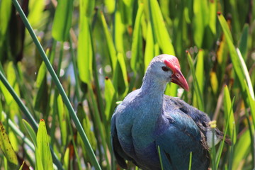 a purple gallinule looking through blades of grass