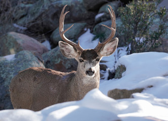 A majestic buck standing in the snow and boulders looks straight at the camera.