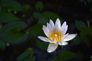 Beautiful lotus flowers in the basin surrounded by lotus leaves