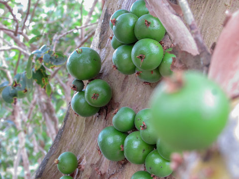 Cambuc&aacute;, Jabuticaba