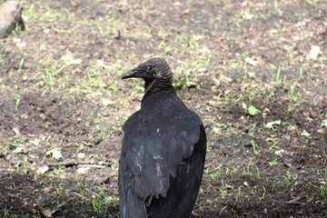 dark turkey vulture