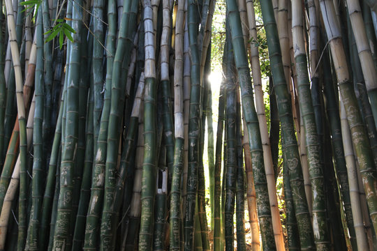 Bamboo forest with graffiti  - Powered by Adobe