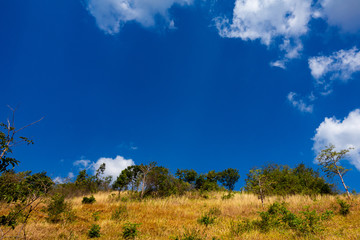 Obraz premium Hill of dry grass and some tree with copy space of bright blue sky.