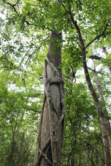 Fototapeta premium tree in the park