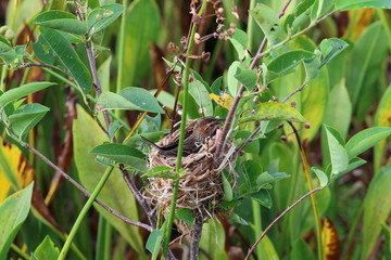 baby bird in a nest