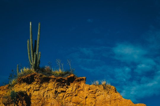 Exotic Wild Plant Growing On The Rocks In The Tatacoa Desert, Colombia Under The Blue Sky