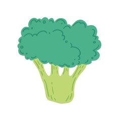 Broccoli vector illustration isolated. Concept of healthy food, vegetable. Broccoli have abstract, cartoon, hand drawn style.