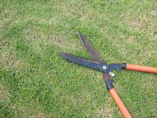 grass scissors  on grass field background