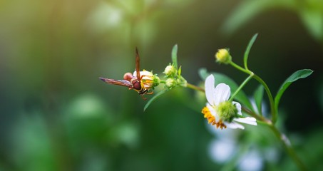 bee on a flower