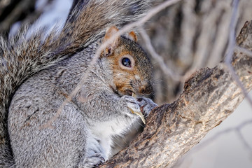 écureuil dans l'arbre