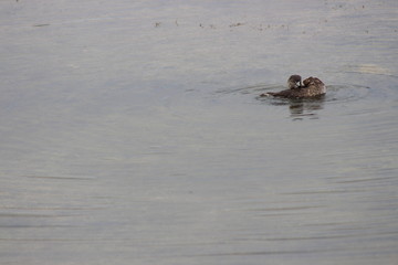washing duck in a lake