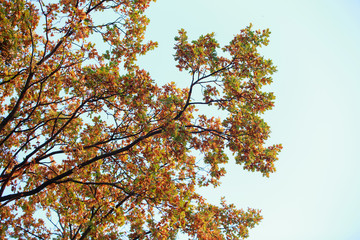 Oak leaves on sky background