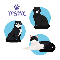 group of cute cats animals vector illustration design