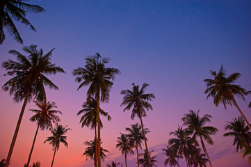 Beautiful Coconut palm tree with sunset purple sky Summer background concept