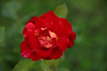 Obraz na płótnie Canvas Beautiful pink rose in the garden, blurred background