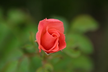 Closeup Beautiful red rose in the garden, blurred background
