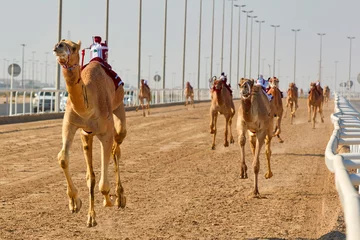 Foto op Canvas traditional camel dromadery race Ash-Shahaniyah Qatar © snaptitude