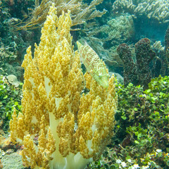 Well-Camouflaged Fish on Soft Coral